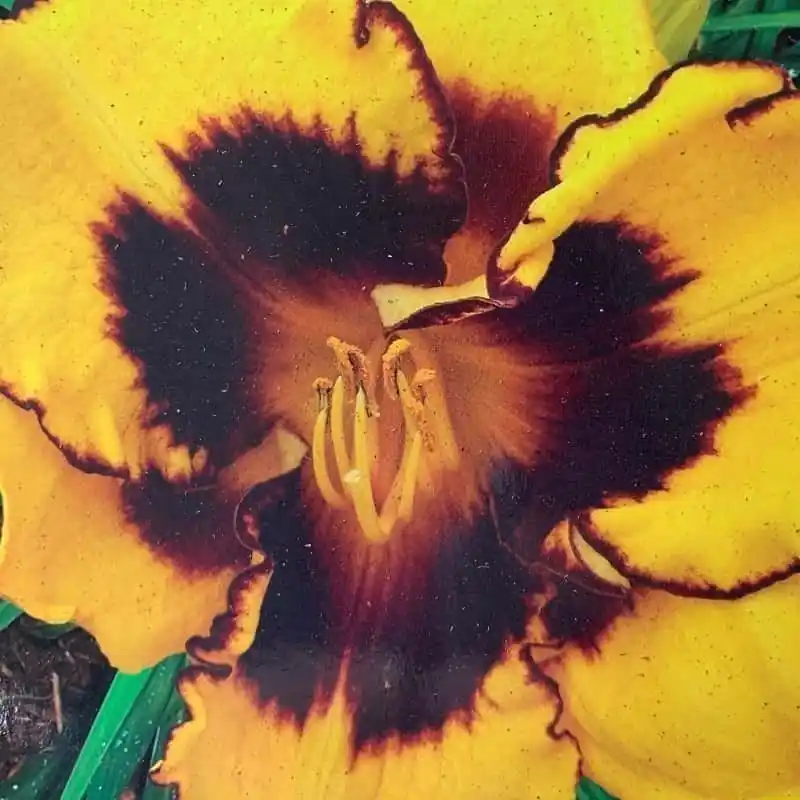 Oferta Flash Hemerocallis Pumpkin Bandit