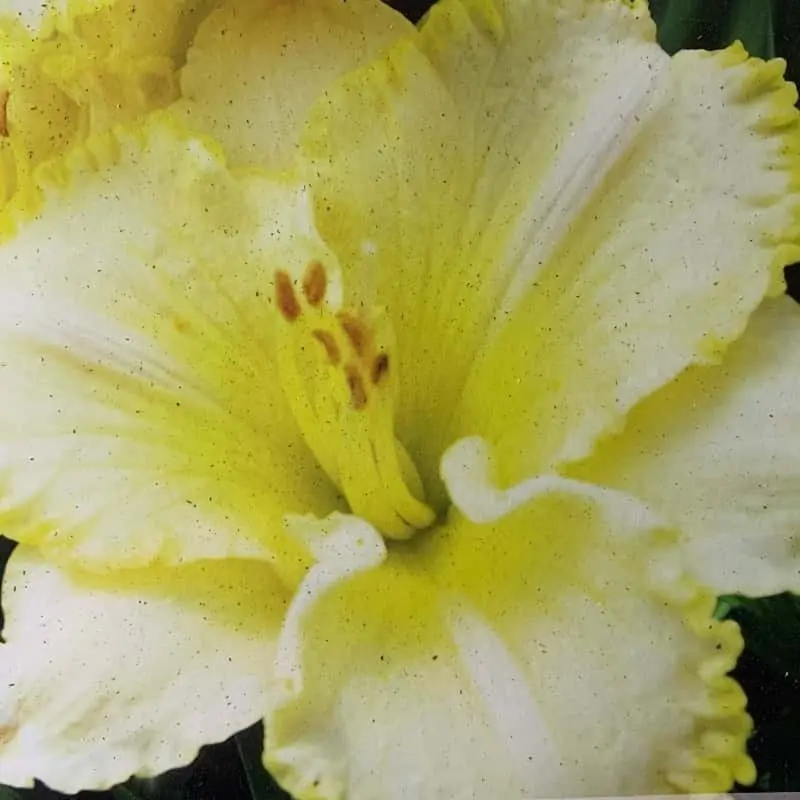 Oferta Hemerocallis Villa Vanilla