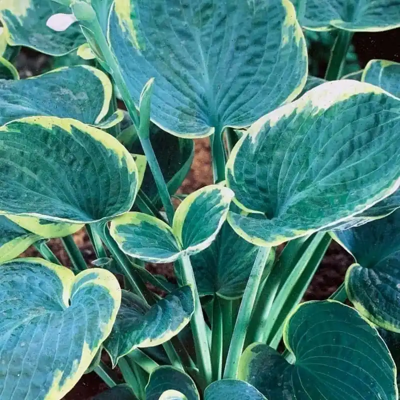 Favorito De Clientes Hosta Sugar Daddy