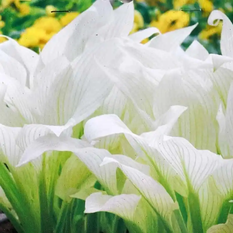 Hosta White Feather Mejor Precio