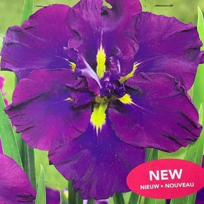 Promoción Iris ensaya Blueberry Pie