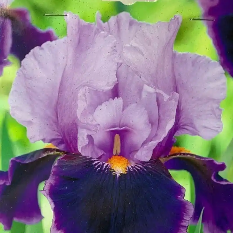 Gran Oferta Iris germanica Emma Louise