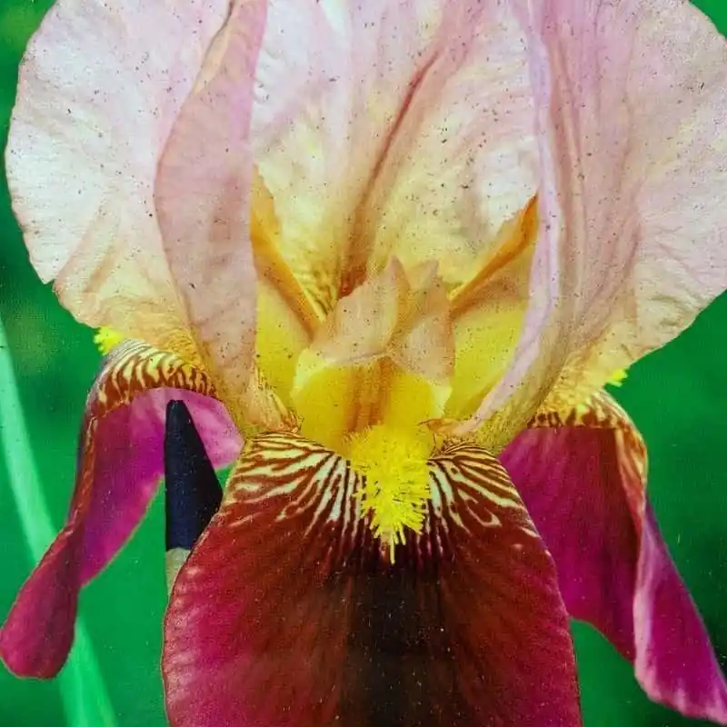 Envío Exprés Iris germánica Indian Chief