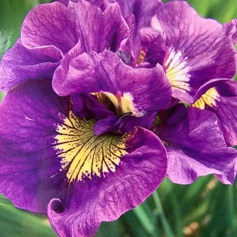 Ordena Ya Iris siberica Double Standar