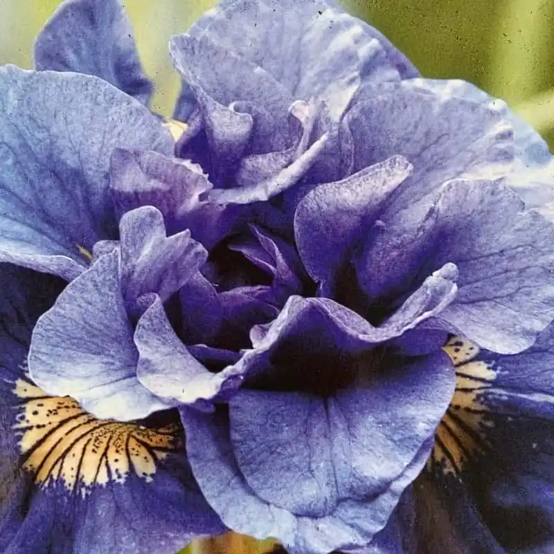 Precio De Oferta Iris siberica Concord Crush