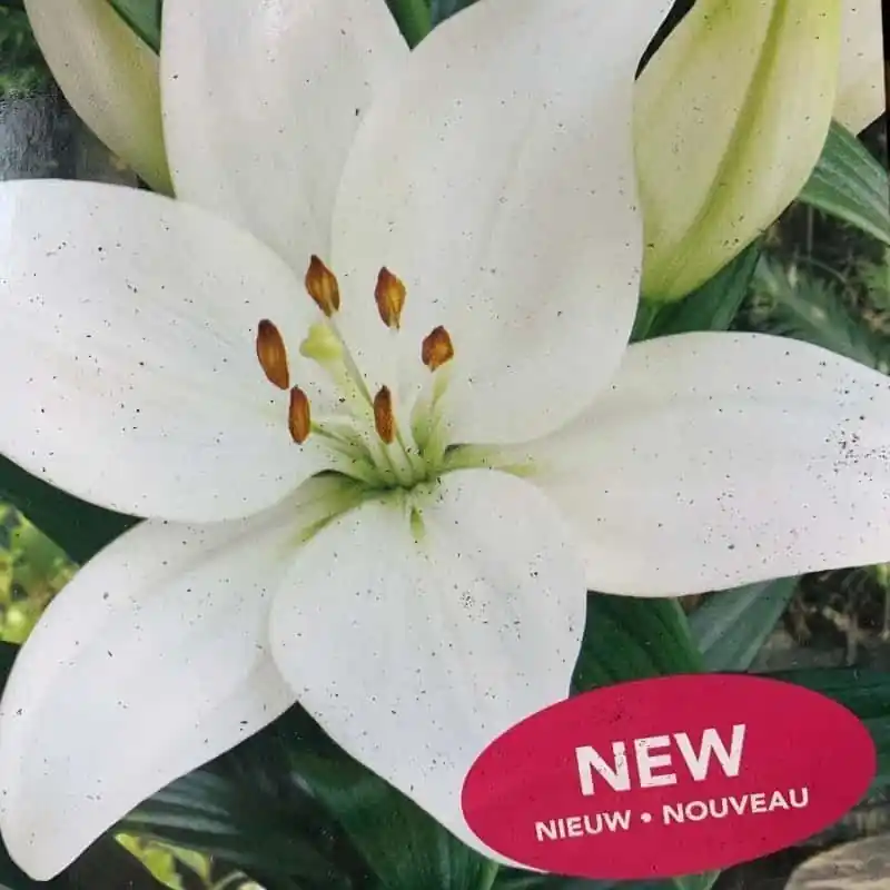 Lilium Kent Tendencia