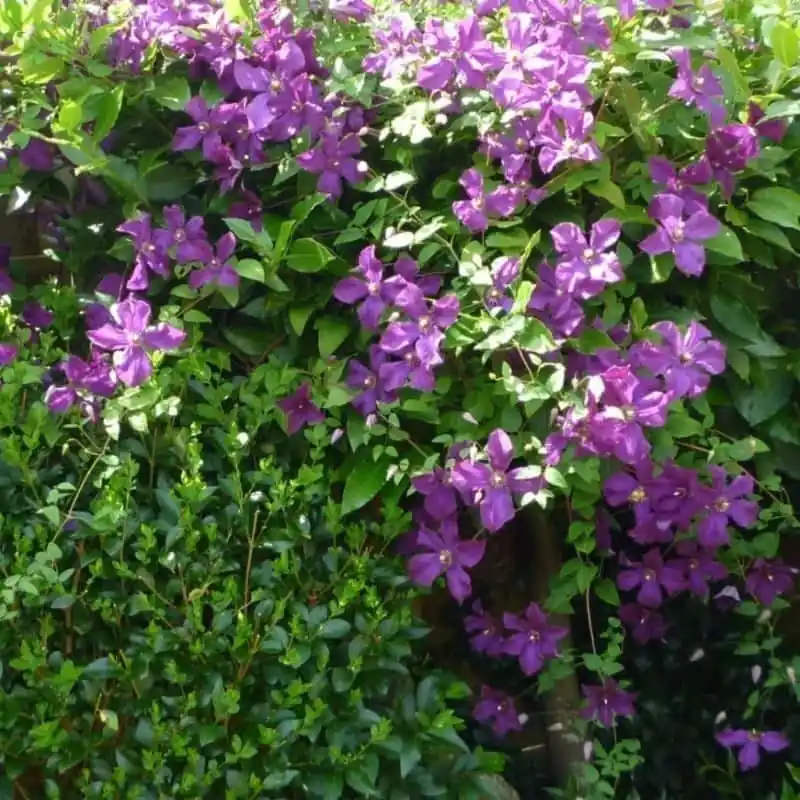 Clematis Polish Spirit Oferta Especial