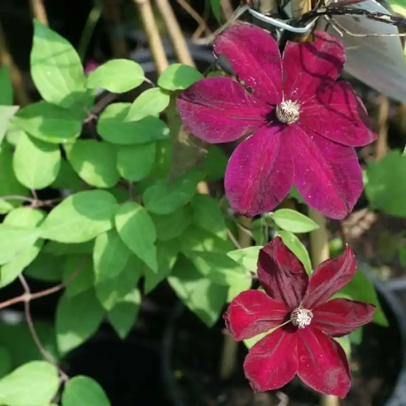 Venta Final Clematis Rouge Cardinal