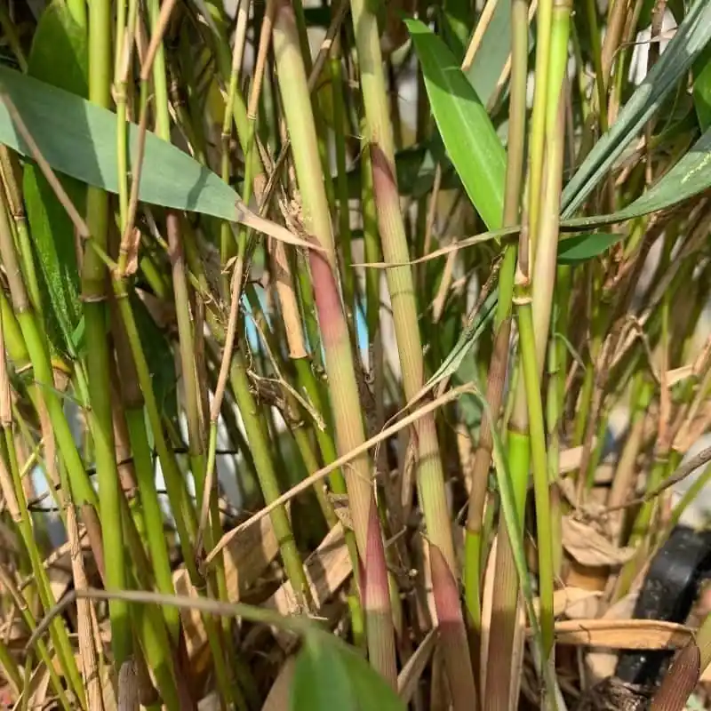 Mayoreo Fargesia robusta "Pingwu"