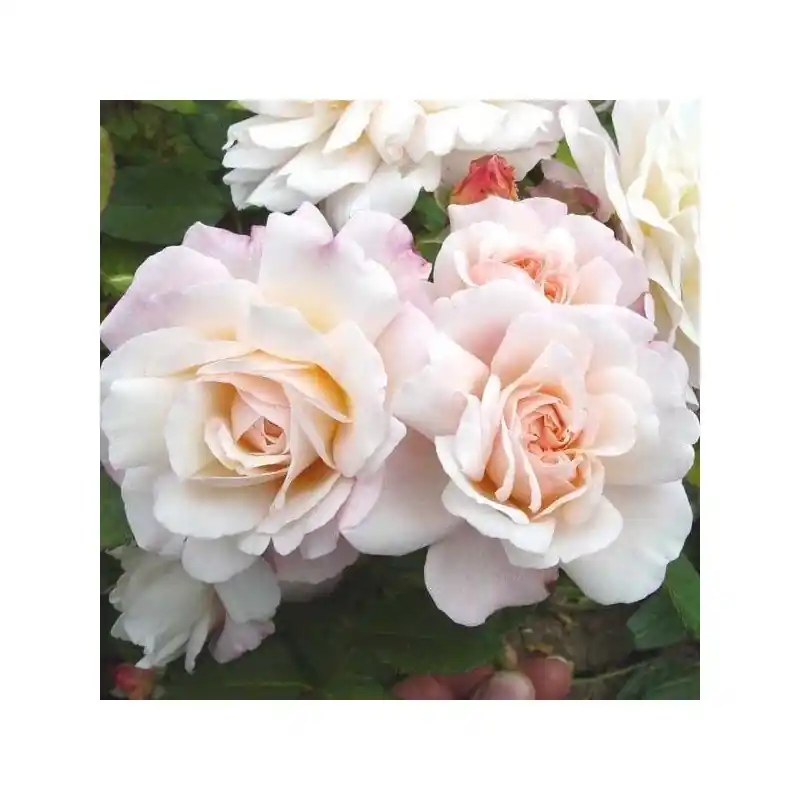 Rosa Gruss an Aachen Original