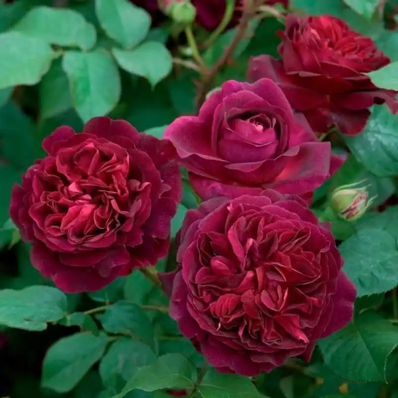 Rosa Munstead Wood Descuento