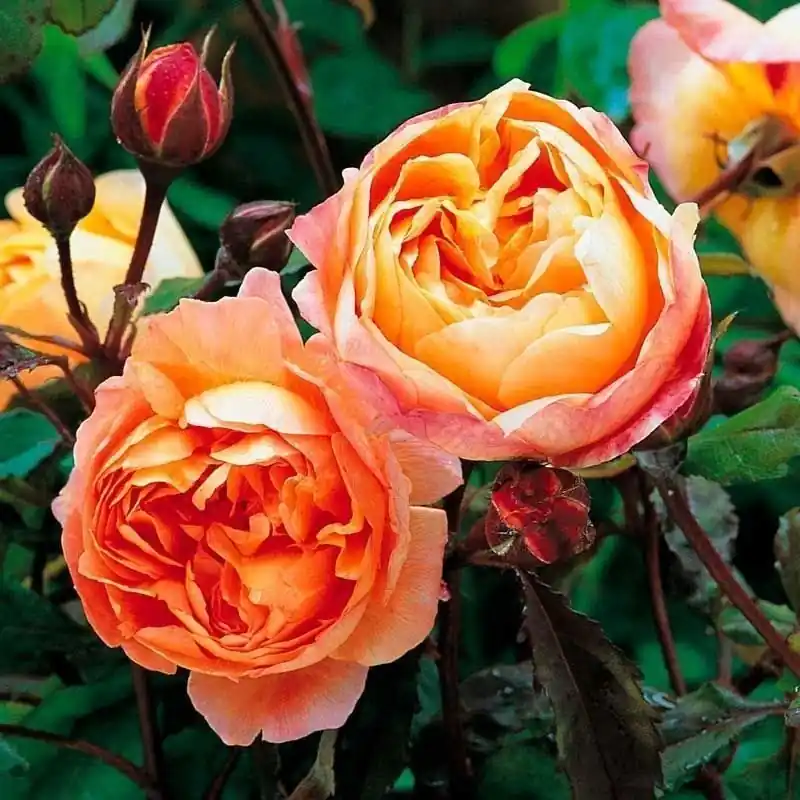 Oferta Rosa Lady Emma Hamilton
