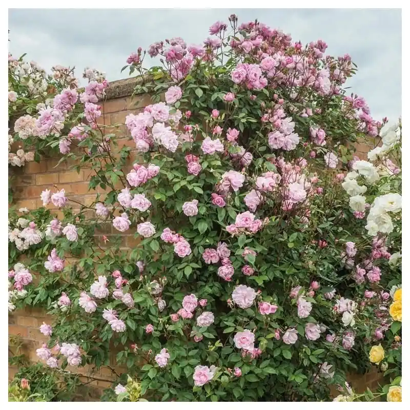 Rosa Mortimer Sackler T Precio Rebajado
