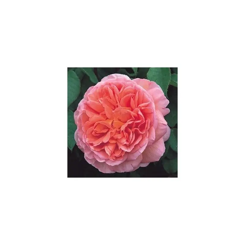 Promoción Rosa Abraham Darby