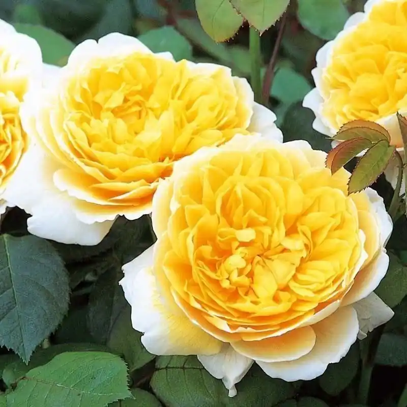 Rosa Charlotte Envío Inmediato