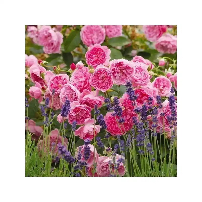 Garantía De Devolución De Dinero Rosa Harlow Carr