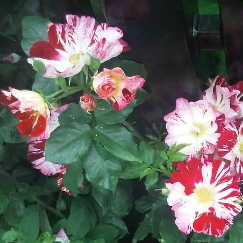 Original Rosa Crazy for you