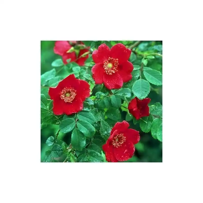 Rosa moyesii Geranium Solo Hoy