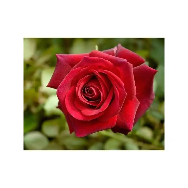 Nueva Colección Rosa Edith Piaf
