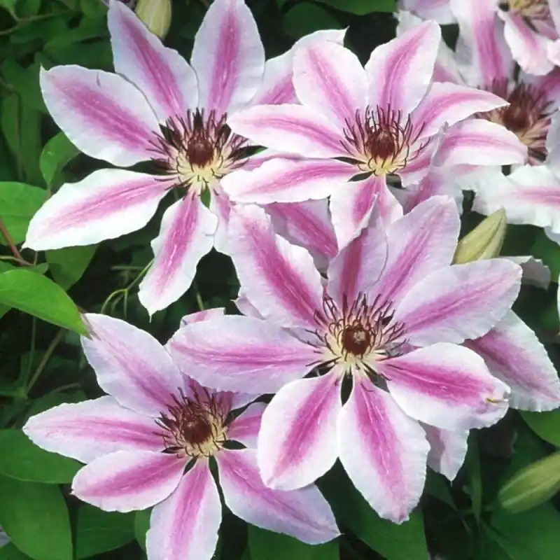 Precio Reducido Clematis Nelly Mosser