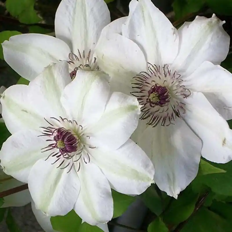 Clematis Miss Bateman Novedad