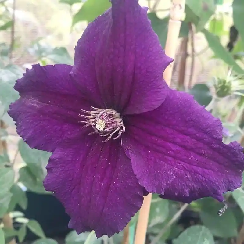 Clematis Rasputin 2L Directo De Fábrica