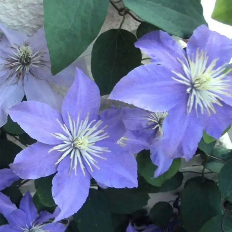Ocasión Especial Clematis Justa