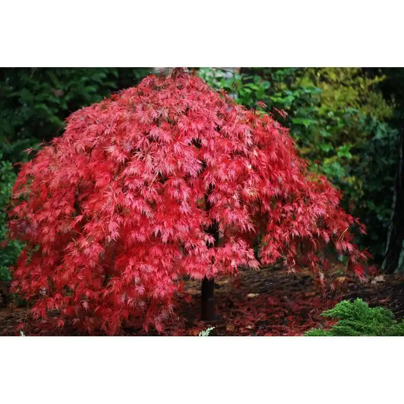Ocasión Especial Acer palmatum Orangeola