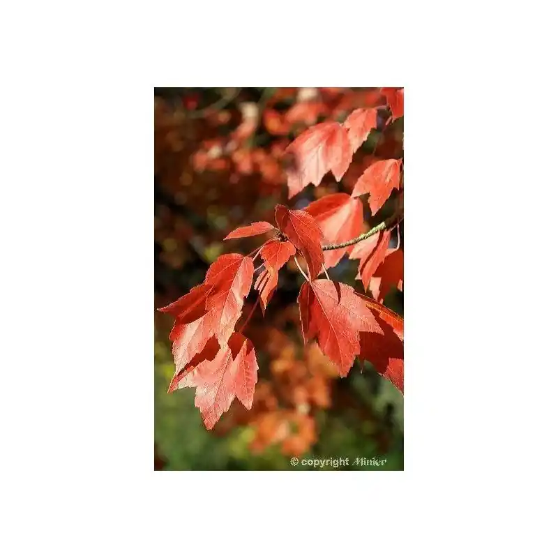 Oferta Acer rubrum Armstrong