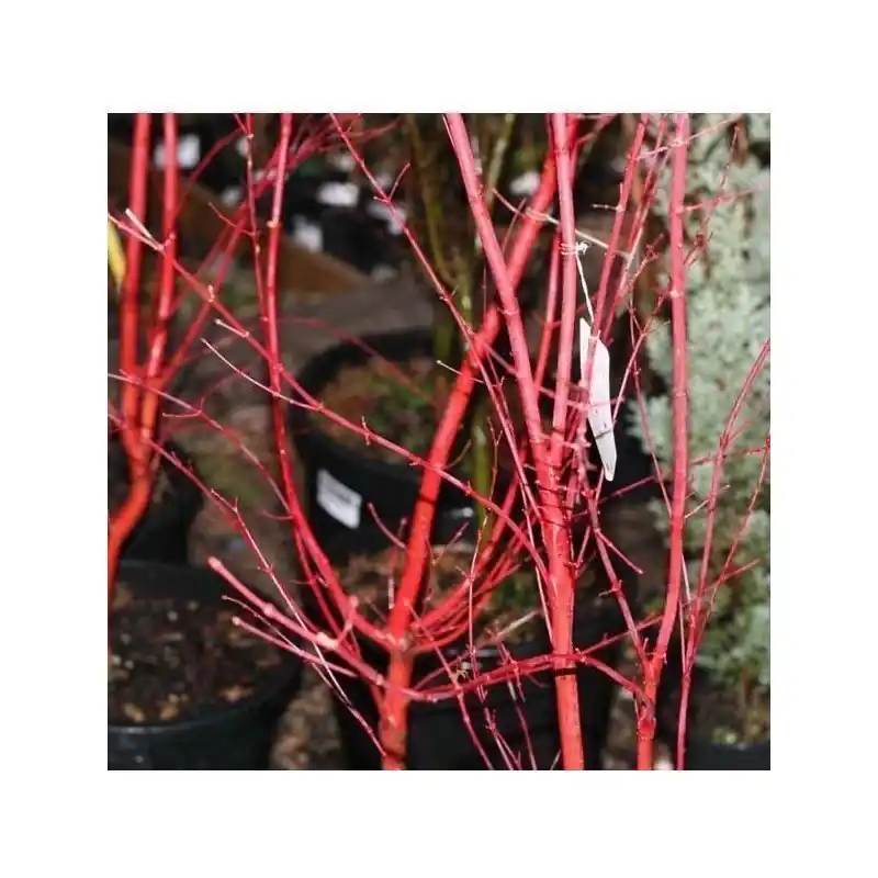 Comprar En Línea Acer Palmatum Sangokaku