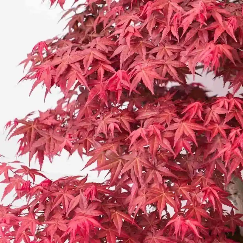 Pedido Al Por Mayor Acer palmatum Deshojo