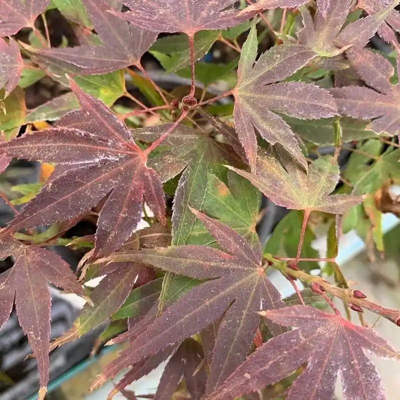 Imprescindible (Must-Have) Acer palmatum Mikawa Yatsubusa