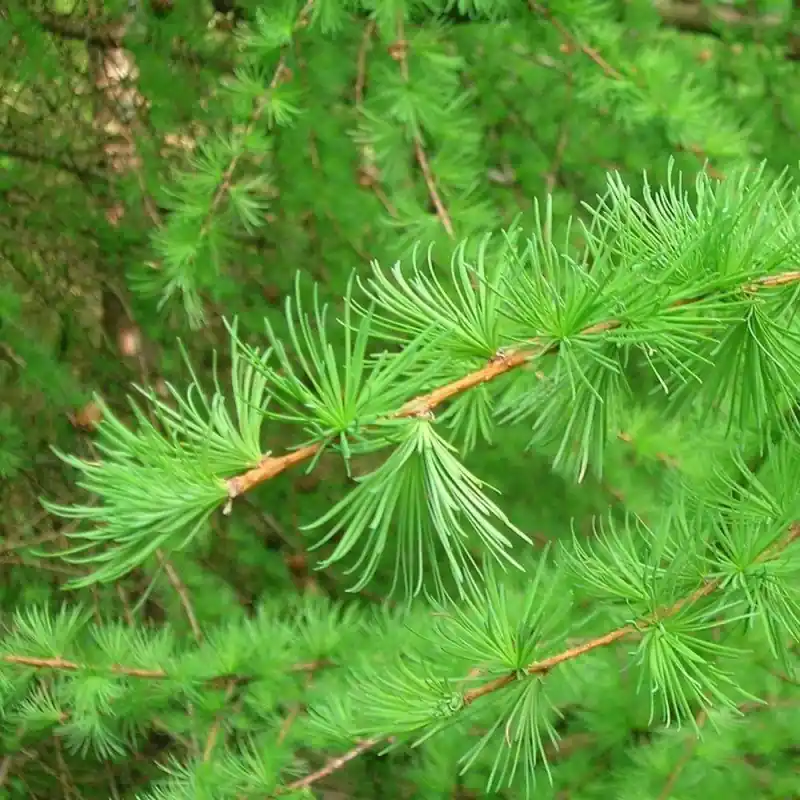 Pago Seguro Larix decidua