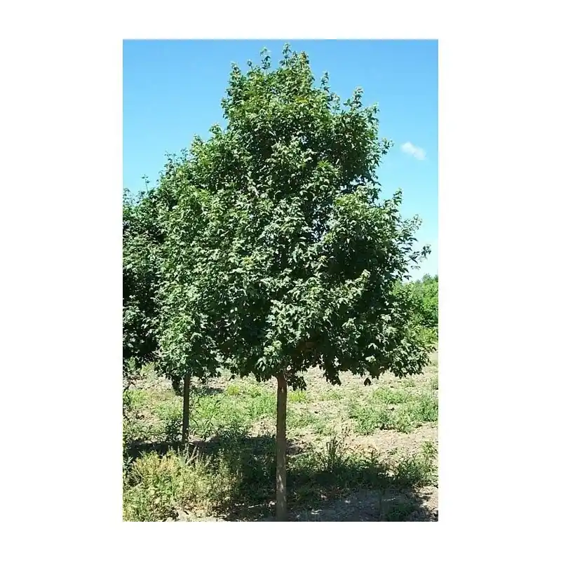 Acer campestre Entrega Rápida