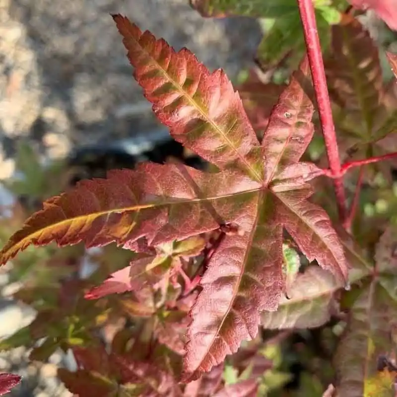 Devolución Gratuita Acer palmatum Beni Maiko