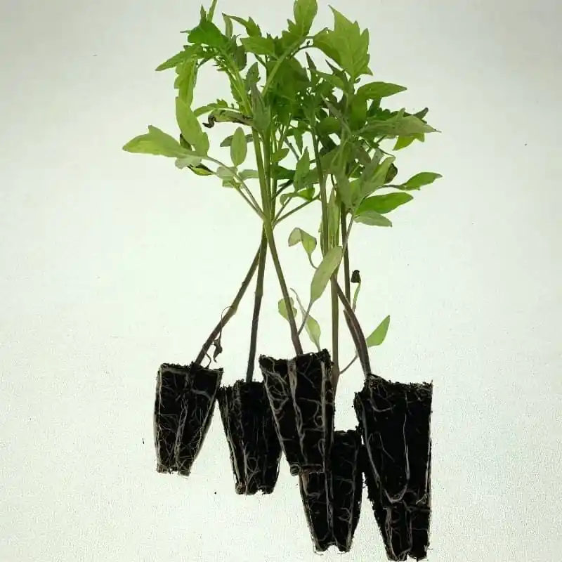 Exclusivo Plantero Tomate malpica