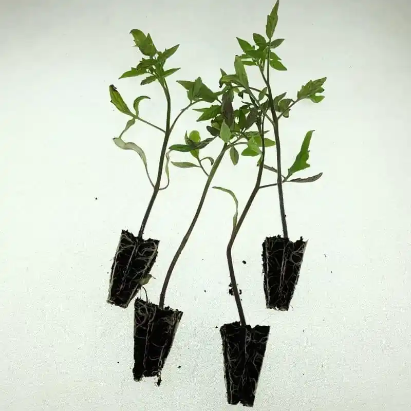 Pago Seguro Plantero tomate tres cantos