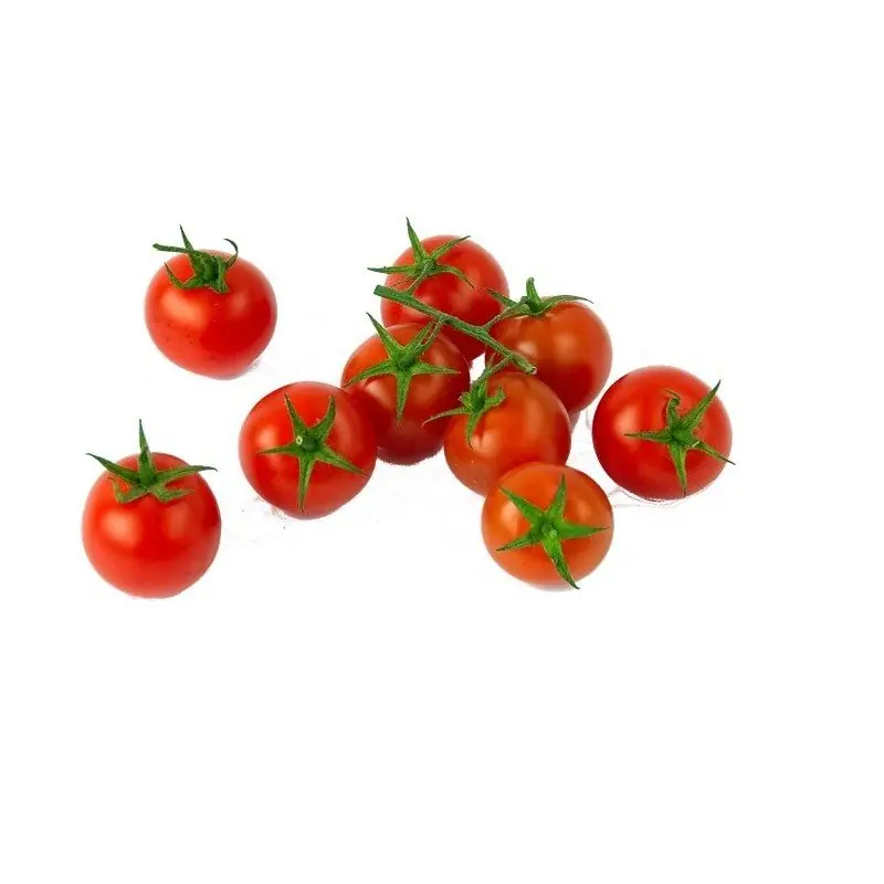 Envío Exprés Plantero tomate Cherry