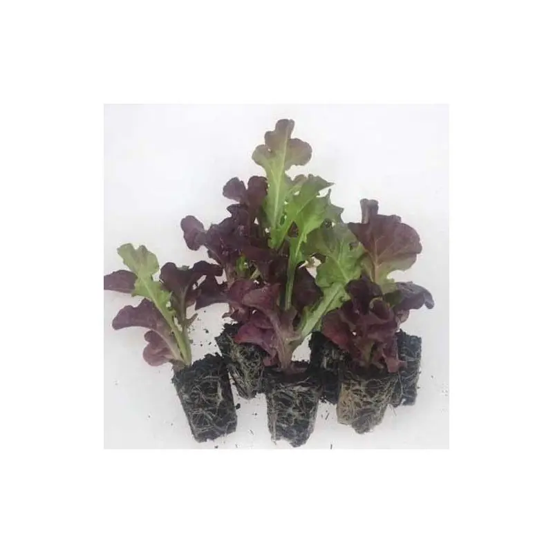 Plantero lechuga hoja de roble Premium