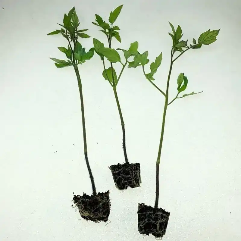 Plantero tomate rosa de Huesca Auténtico