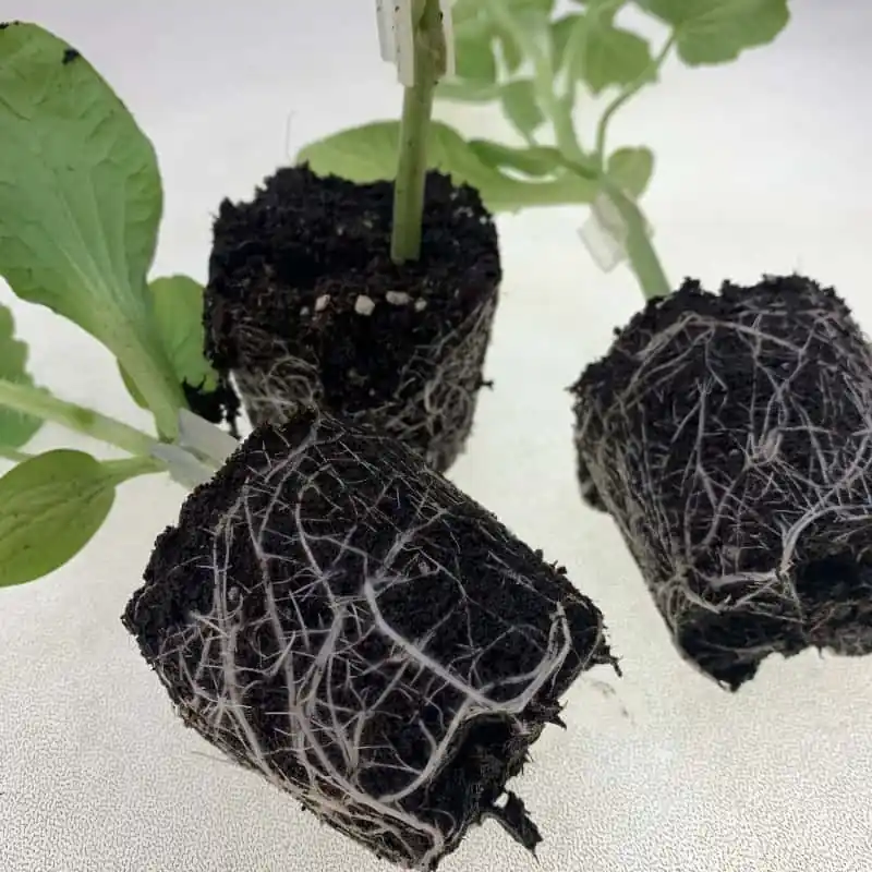 Plantero melon sancho Injertado Premium
