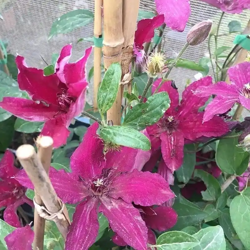 Clematis Ruutel 2L Auténtico