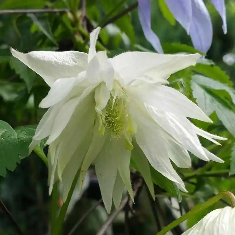 Ordenar Ahora Mismo Clematis atragene "Albina Plena"