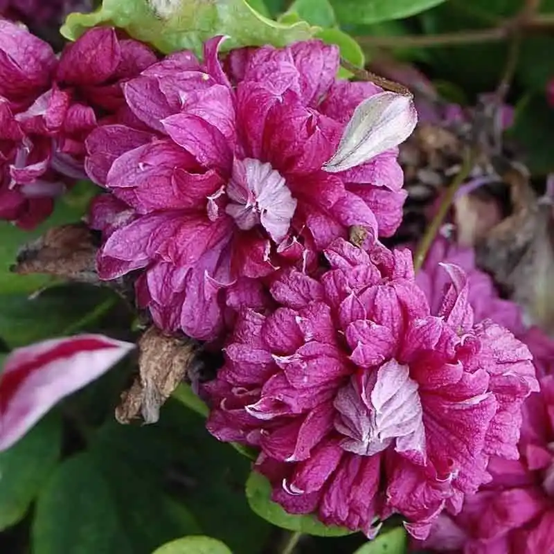 Alta Calidad Clematis Purpurea Plena Elegans