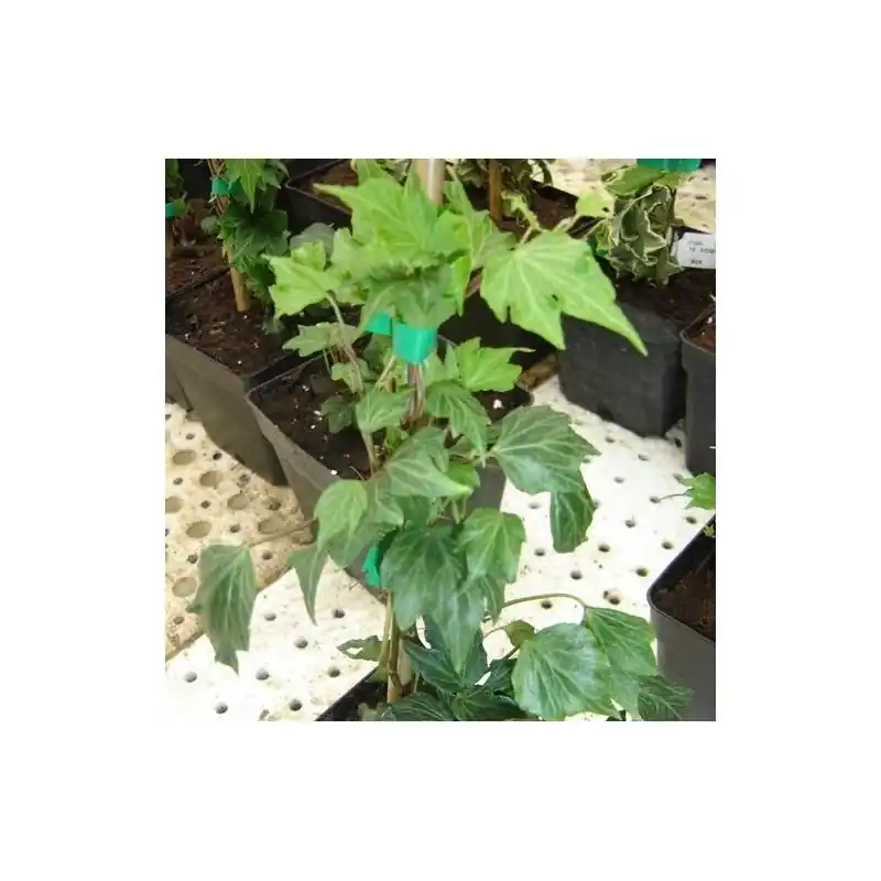 Hedera helix Green Ripple Ordena Ya