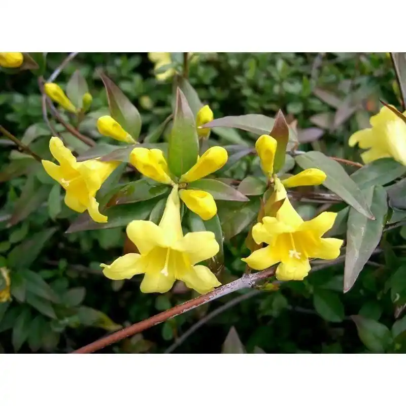 Precio Reducido Gelsemium sempervirems 2 l