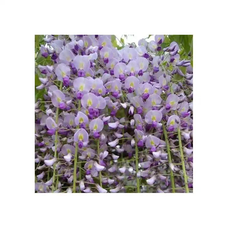Wisteria Floribunda Naga Noda Oferta Flash