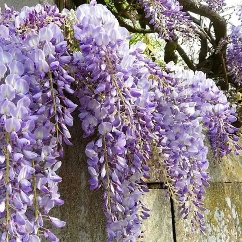 Wisteria Caroline Barato