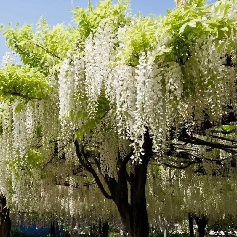 Wisteria brachybotrys Shiro Kapitan Ocasión Especial