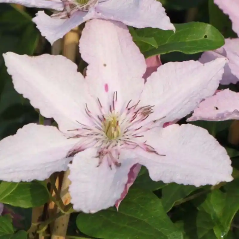 Últimas Unidades Clematis Hagley Hybrida